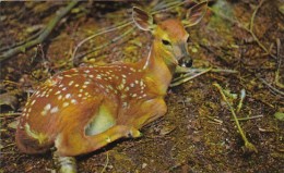 Florida Silver Springs A Beautiful Fawn - Silver Springs