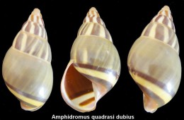 Amphidromus Quadrasi Dubius - Conchiglie