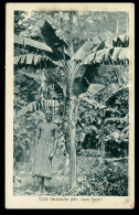 SÃO TOMÉ E PRÍNCIPE - COSTUMES- Uma Bananeira Pão Com Fructo ( Ed. José T. Barboza) Carte Postale - Santo Tomé Y Príncipe