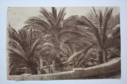 RUSSIA, Sochi. Phoenix (plant) Tree - Old Vintage Postcard  - 1920s - Árboles