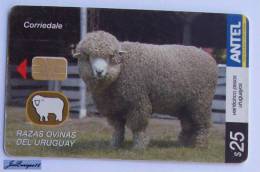 TC 437a URUGUAY, RAZAS OVINAS, SHEEP BREEDS, MOUTONS. CORRIEDALE. ANTEL - Uruguay