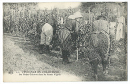 VENDANGE EN CHAMPAGNE (51) Les "Robes-Culottes" Dans Les Hautes Vignes - Gros Plan Sur Femmes Cueillant Du Raisin - Champagne-Ardenne