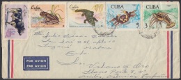 1969-H-10 (LG208) CUBA 1969. FAUNA DE LA CIENAGA DE ZAPATA. LANGOSTA COCODRILO CANGREJO RANA FROG LOSBTER CROCODILE. - Lettres & Documents