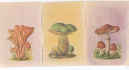 Champignons Lot De 3 Cartes Amanita Rubescens  Boletus Luridus  Tremiscus Helvelloides  TBE - Pilze