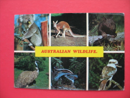 AUSTRALIAN WILDLIFE:Koala,Red Kangaroo,Emu,Lyrebird,Kookaburra - Outback