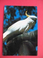 Sulphur Crested Cockatoo - Outback