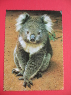 THE AUSTRALIAN KOALA - Outback