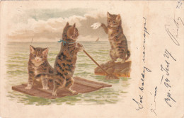 Cats Shipwreck - Katten