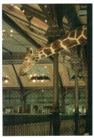 CPM GIRAFE MUSEE NATIONAL D HISTOIRE NATURELLE PARIS GRANDE GALERIE DE L EVOLUTION  LAURENT BESSOL - Giraffes