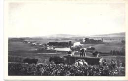 Scène De VENDANGE à HAUTVILLERS - Vignes