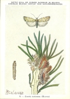 Evetria Turionana - Mariposas