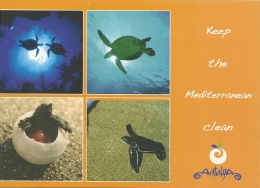 Tortue Schildpad Turtle / Antalya - Schildpadden