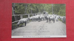 - New York> Catskills   Driving Sheep Home In The Catskill Mountains    ======== ======== 79 - Catskills