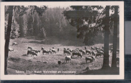 Tabarz - Waldwiese Am Inselsberg - Kuhherde - Thüringer Wald - Tabarz