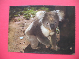 AUSTRALIAN KOALA - Outback