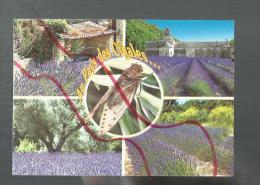 Cpm St001144 Au Pays Des Cigales Champs De  Lavandes - Medicinal Plants