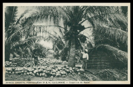 MOÇAMBIQUE - COSTUMES - Coqueiros Do Madal  ( Ed. Santos Rufino Nº I/ 12) Carte Postale - Mozambique