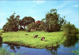 Friesland - Weidende Kühe - Nordfriesland