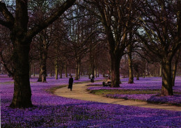 Husum - Krokusblüte Im Schlosspark - Husum