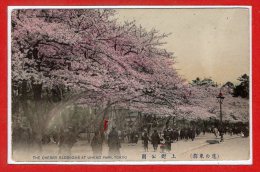 ASIE - JAPON --  Tokio  -- The Cherry Blossoms At Uhenon Park - Tokyo