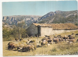 Une Bergerie En Provence Neuve - Granja