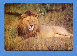 Tchad - Lion  - - Tchad
