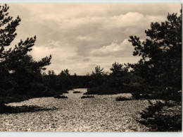 Rügen - Stubbenkammer - Mukran - Feuersteinfelder In Der Schmalen Heide - Sassnitz