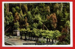 OCEANIE  - AUSTRALIE -  TASMANIE -- Fern Tree Bomer - Sonstige & Ohne Zuordnung