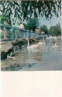 Swans At Exhipition Area Of Kirghiz SSR - Bishkek - Frunze - Kyrgyzstan USSR - Unused - Kirgizië