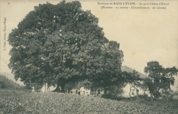 88 ETIVAL CLAIREFONTAINE / Le Gros Chêne D'Etival / - Etival Clairefontaine