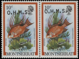 MONTSERRAT 1981 Hogfish Fish 10c PAIR OVPT:OHMS ERROR:ovpt.shift   [Fehler,erreur,errore,fout] - Montserrat