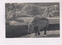 CPA LE RHINOCEROS D AFRIQUE AU PARC ZOO DE VINCENNES - Rhinoceros