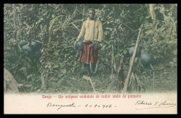 ANGOLA - CONGO - COSTUMES - Um Indigena Acabando De Colher Vinho De Palmeira Carte Postale - Angola