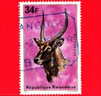 RWANDA  - Usato - 1975 - Animali - Antilopi - Waterbuck - 34 - Used Stamps