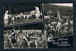 (D093) AK Bad Orb - Wildpark - Rehe - Bad Orb