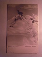 1 Cpa - Switzerland - Chamois Dans Les Nieges (2 Scans) - Cham