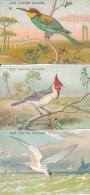 Lot De 3 Chromos Oiseaux - Magasins Aux Quatre Nations Nantes - Andere & Zonder Classificatie