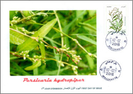 ALGERIA 2016 FDC Medicinal Plants Plantes Medicinales Flora Flore Heilpflanzen Plantas Persecaria Hydropiper Health - Plantes Médicinales