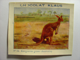 IMAGE CHROMO CHOCOLAT KLAUS - N°34 - KANGOUROU GEANT (AUSTRALIE) - 9cm X 7cm - KANGAROO (AUSTRALIA) - Autres & Non Classés