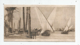 Mini Cp , Egypte , LE CAIRE , CAIRO , Palm Trees And Bord On The Nile , écrite 1919 , Ed : The Cairo Postcard Trust - Kairo