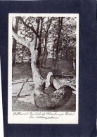 59002   Germania,    Luftkurort  Bendestorf(Luneburger  Haide),  Der  Schlangenbaum,    VG  1954 - Zu Identifizieren