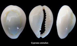 Cypraea Annulus (azurea) - Conchiglie