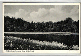 Walsrode - Blühendes Wollgras Im Moor - Walsrode