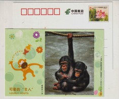 Chimpanzee,China 2011 Guangzhou Zoo Lovely Hosts Animal Advertising Pre-stamped Card - Chimpancés