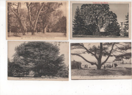 TH030/ Lot De 12 Cartes Thème Des Arbres - Árboles