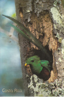 Costa Rica - Le Bel Oiseau Sort De Son Nid  (très Belle Carte Avec 3 Timbres) - Costa Rica