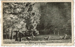 Les Cerfs En Foret De Soignes - Auderghem - Oudergem