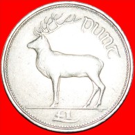 ★ DEER: IRELAND ★ 1 POUND 1990! LOW START ★ NO RESERVE! - Ierland