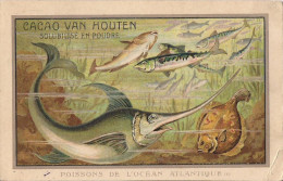 CHROMO GRAND FORMAT CHOCOLAT VAN HOUTEN POISSONS DE L'OCEAN ATLANTIQUE - Van Houten