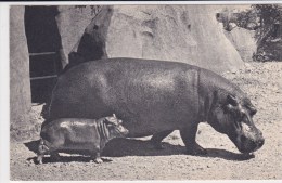 Hippopotame Et Son Petit. Parc Zoologique Du Bois De Vincennes. Comité National De L'Enfance - Ippopotami